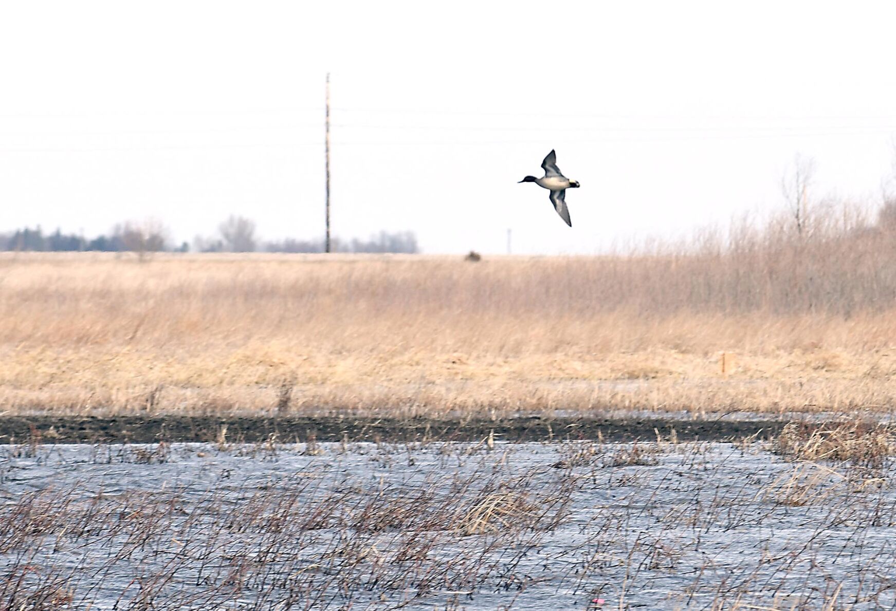 Wetland restoration 3